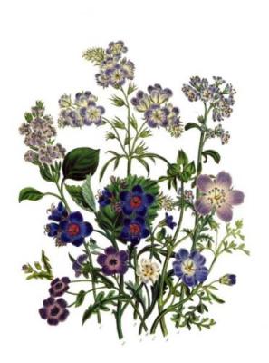 Eutoca art print by Jane Wells Loudon
