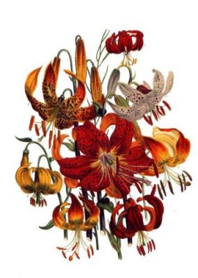 Lilies (Tiger Etc) art print by Jane Wells Loudon
