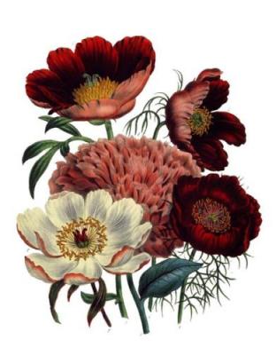 Peonies