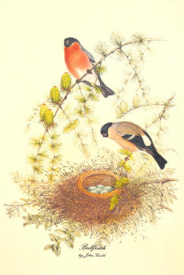 Bullfinch art print by John Gould