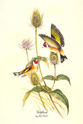 Goldfinch art print by John Gould