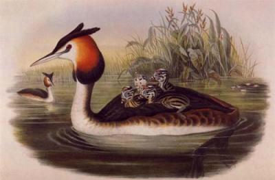 Great Crested Grebe art print by John Gould