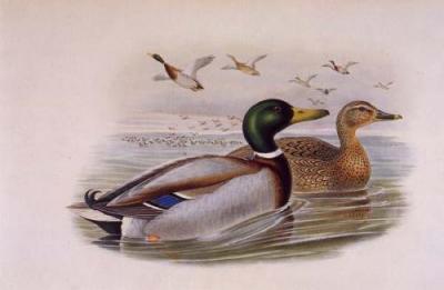 Mallard art print by John Gould