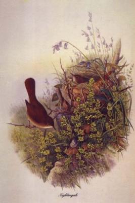 Nightingale art print by John Gould