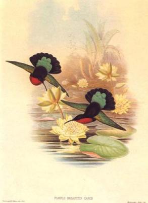 Purple Breasted Carib