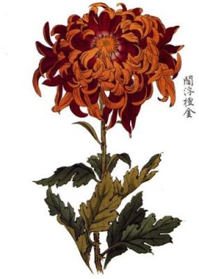 Floating Gold art print by Kikka Hasegawa