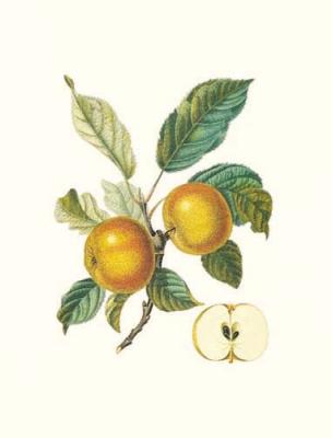 Apple art print by Pierre Jean Francois Turpin