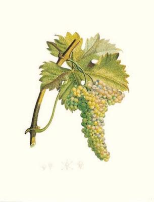 Grapes art print by Pierre Jean Francois Turpin