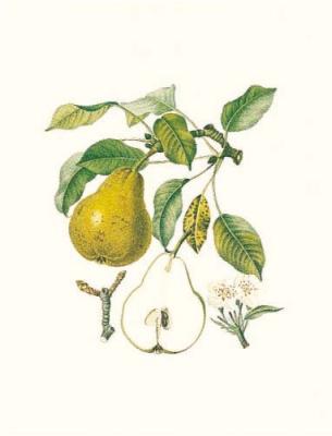Pear