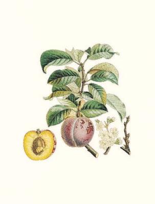 Plum