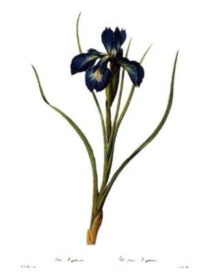 English Iris art print by Pierre Joseph Celestin Redout�