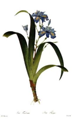 Iris Japonica art print by Pierre Joseph Celestin Redout�