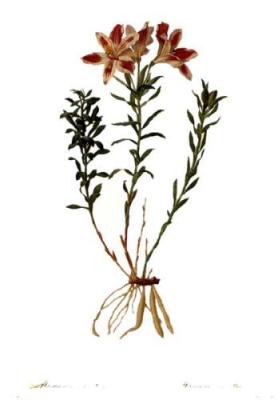 Lily Of The Incas art print by Pierre Joseph Celestin Redout�