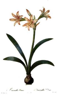 Striped Lily art print by Pierre Joseph Celestin Redout�