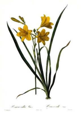 Yellow Day Lily art print by Pierre Joseph Celestin Redout�