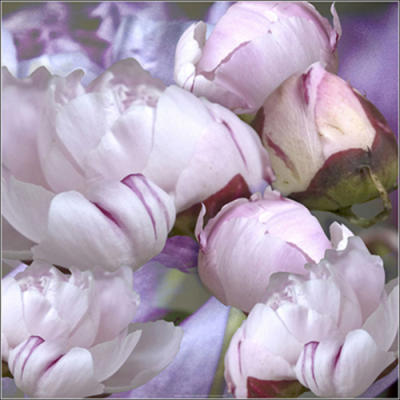 Pivoines 2008