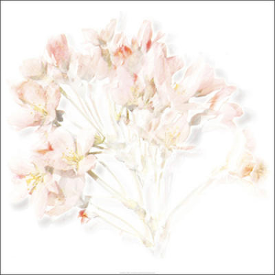 Prunus 2006