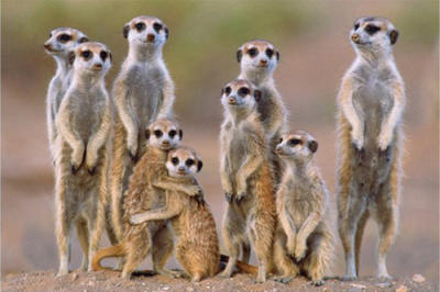 Meerkats - Family