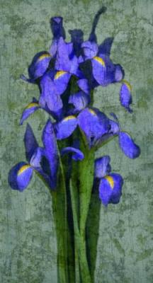 Purple Iris art print by John Seba