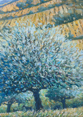Olive Tree And Fields, Rhodes