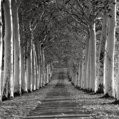 Epernay, France art print by Charlie Waite