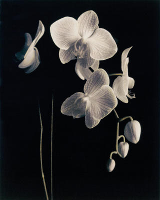 Orchid Study II art print by Dianne Poinski