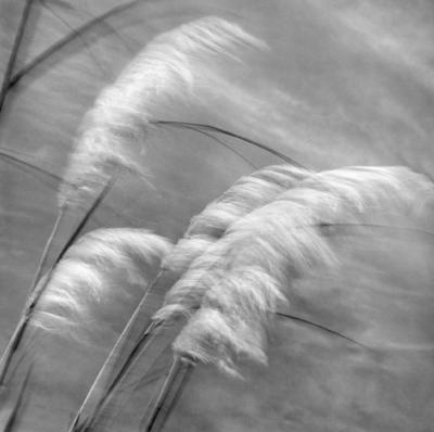 Grasses In The Sky art print by Chip Forelli
