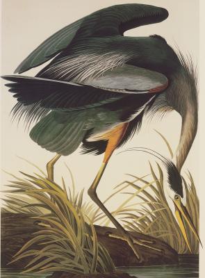 Great Blue Heron art print by John James Audubon