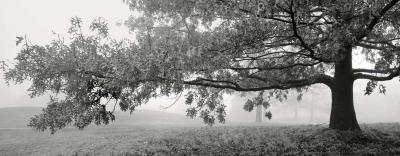 Autumn Oak art print by Richard Calvo