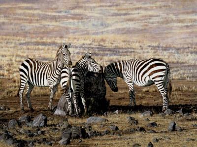 The Rubbing Rock art print by Simon Combes