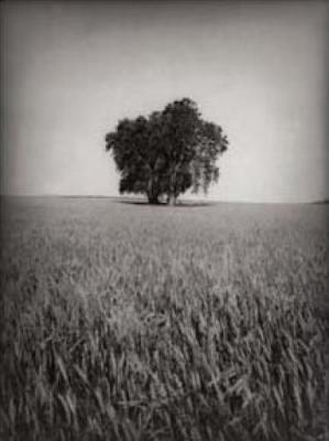 Grain Field art print by Tarver Ron