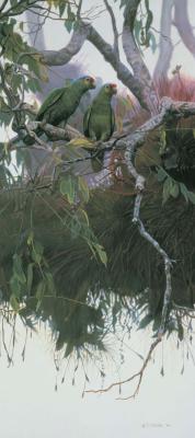 El Mundo Perdido-Red Lored Parrot art print by Terry Isaac