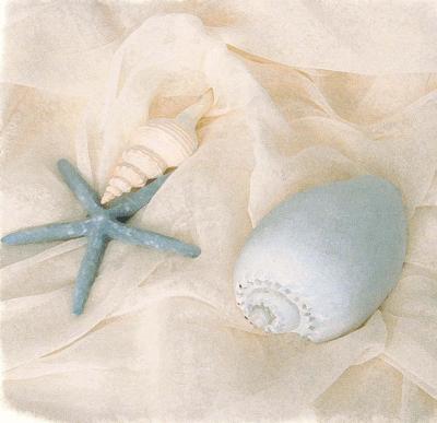 Shells I art print by Judy Mandolf