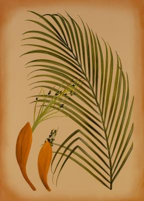 Palm Frond IV art print by Wilbur