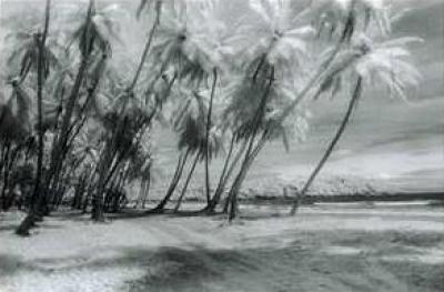 Manzanilla Leaning Palms art print by Evelyn Barnes