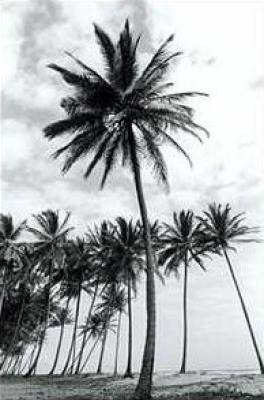 Manzanilla Point Palms art print by Evelyn Barnes