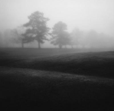 Fog Tree Study II art print by Jamie Cook