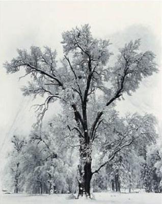 Oak Tree (embossed)