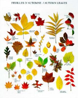 Autumn Leaves art print by Atelier