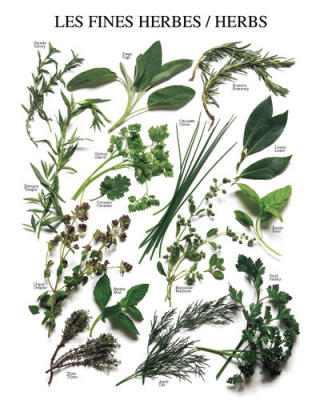 Herbs art print by Atelier