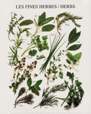 Herbs art print by Atelier