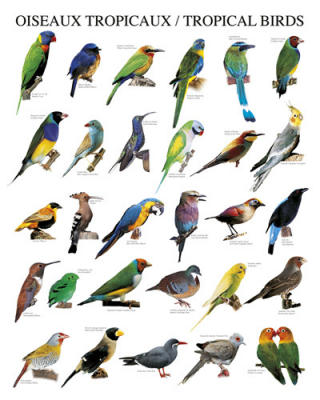 Tropical Birds on Tropical Birds By Atelier Art Print   Worldgallery Co Uk