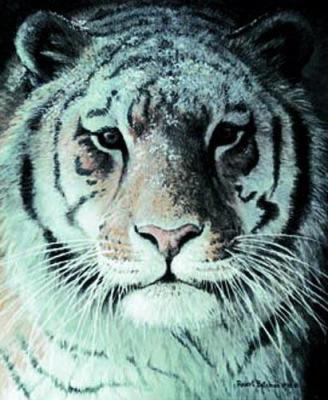 Tiger Portrait