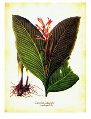 Aloe Canna Indica