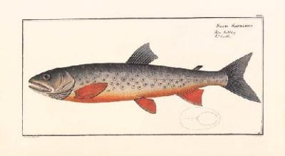 Salmon art print by Bloch