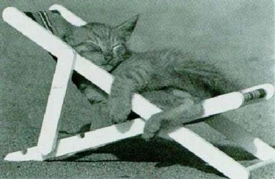 Cat Nap art print by David McEnery