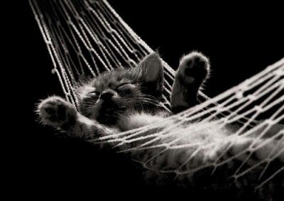Cat Nap II art print by David McEnery