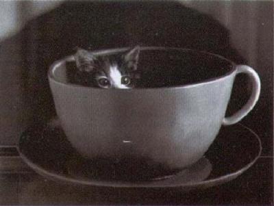Cup Cat art print by David McEnery