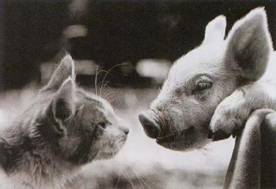 Kiss Me You Swine art print by David McEnery