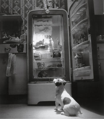 TV Dog